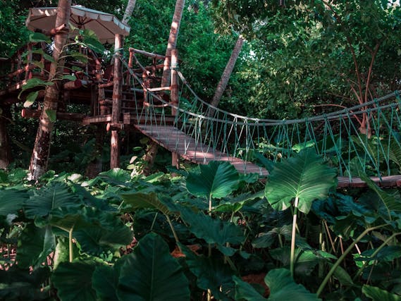 Adventure Seeker's Treehouse